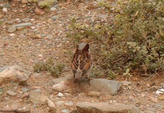 Passer domesticus indicus Jardine & Selby 1831 resmi