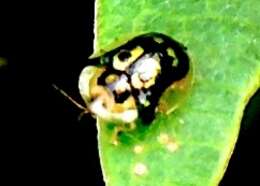 Image of Mottled Tortoise Beetle