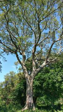 Image of pacara earpod tree