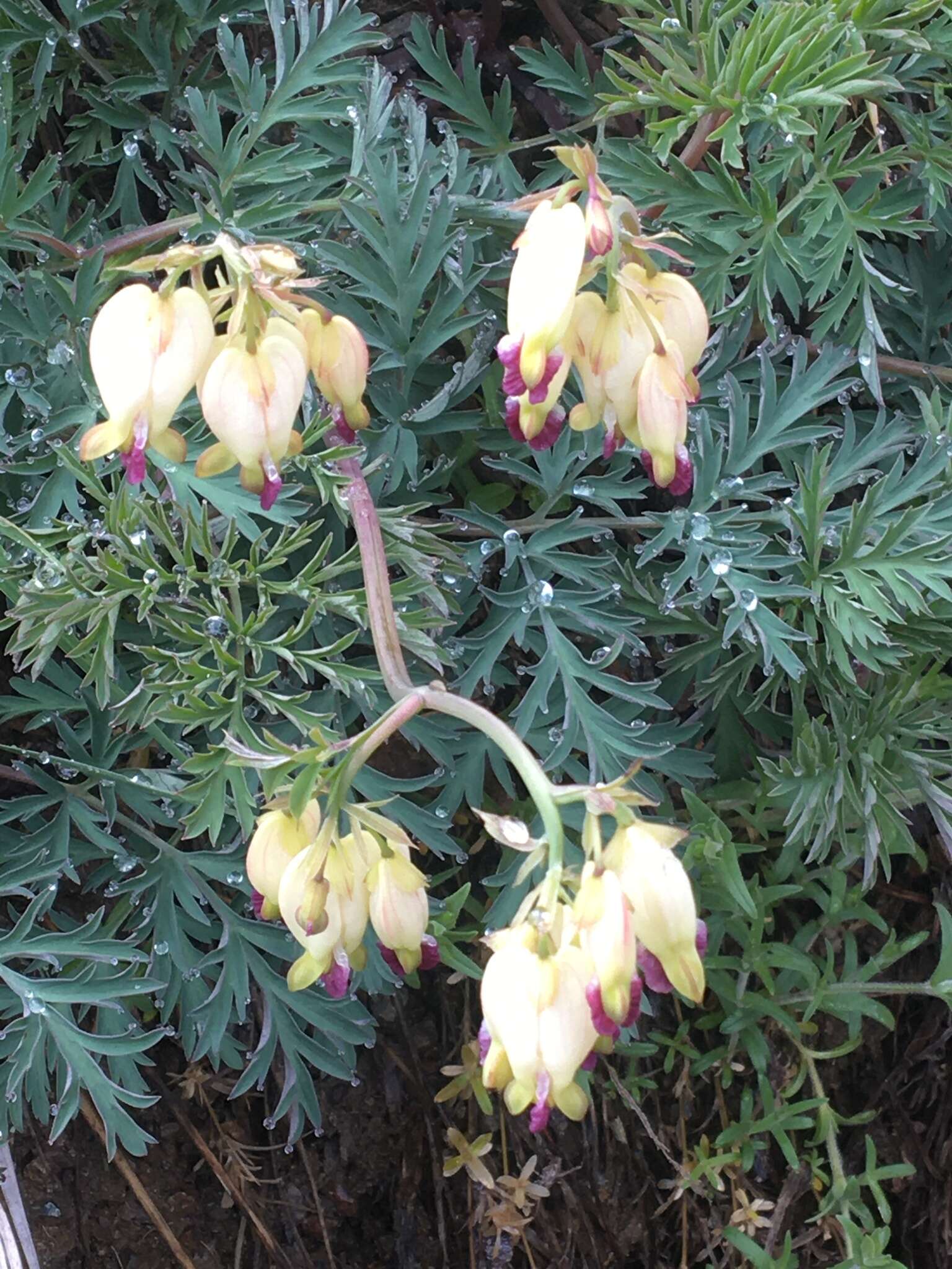 Sivun Dicentra formosa subsp. oregona (Eastw.) Munz kuva