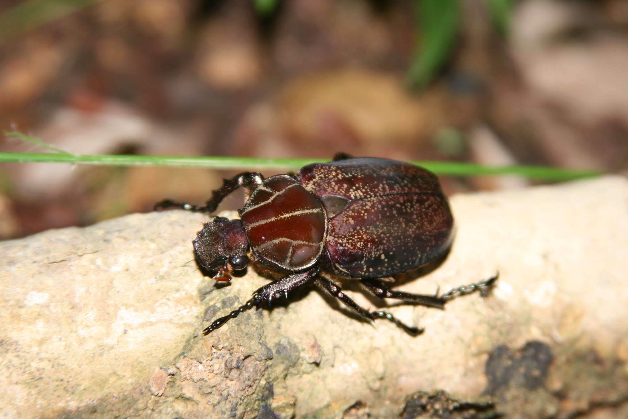 Image of Inca clathratus sommeri Westwood 1844