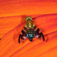 Image of Walnut Husk Maggot