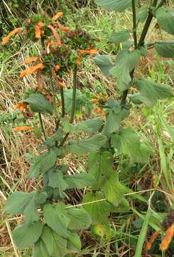 Image of Leonotis ocymifolia var. raineriana (Vis.) Iwarsson