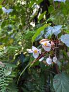 Image of Begonia meyeri-johannis Engl.