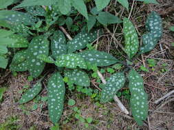 Sivun Pulmonaria stiriaca A. Kerner kuva