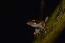 Image of Bongao tree frog