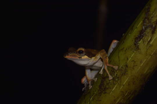 Imagem de Polypedates macrotis (Boulenger 1891)