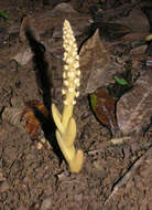 Image of Balanophora latisepala (van Tiegh.) Lecomte