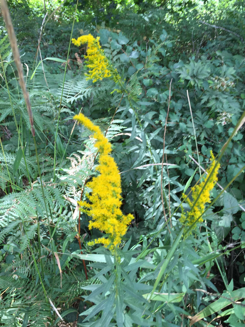 Image of Canada goldenrod