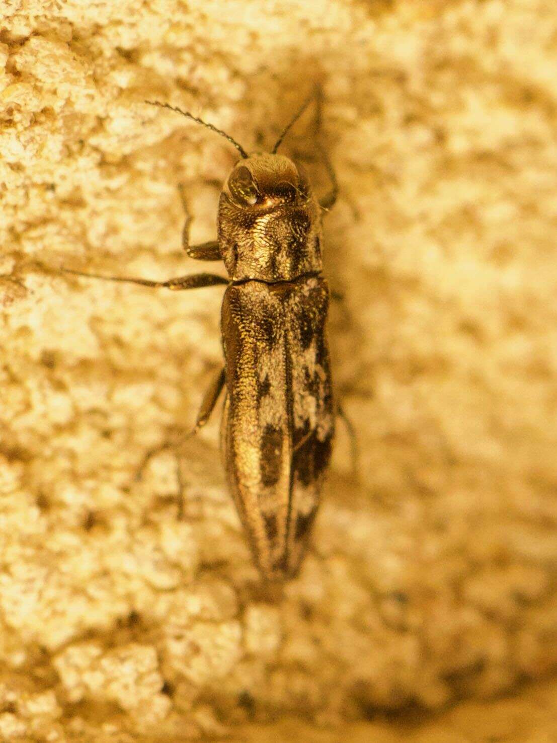 Image of Hackberry Agrilus