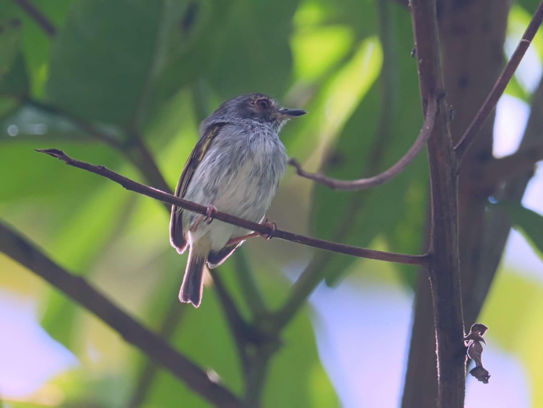 Image of White-bellied Pygmy Tyrant