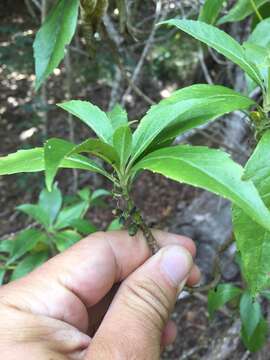 Image of Forest Half-Flower