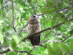 Image of Fulvous Owl