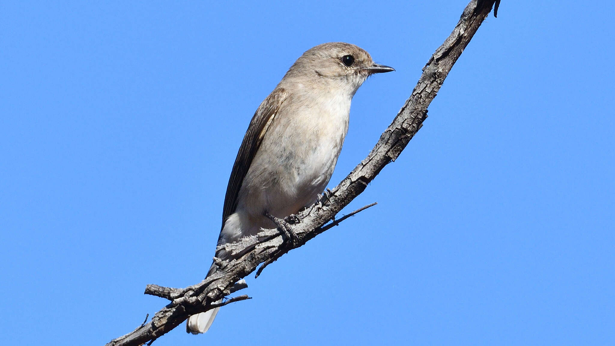 صورة Microeca fascinans (Latham 1801)