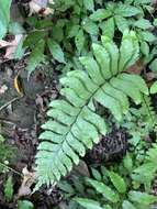 Hymenasplenium excisum (C. Presl) S. Linds. resmi