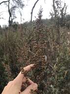 Image of San Diego sagewort