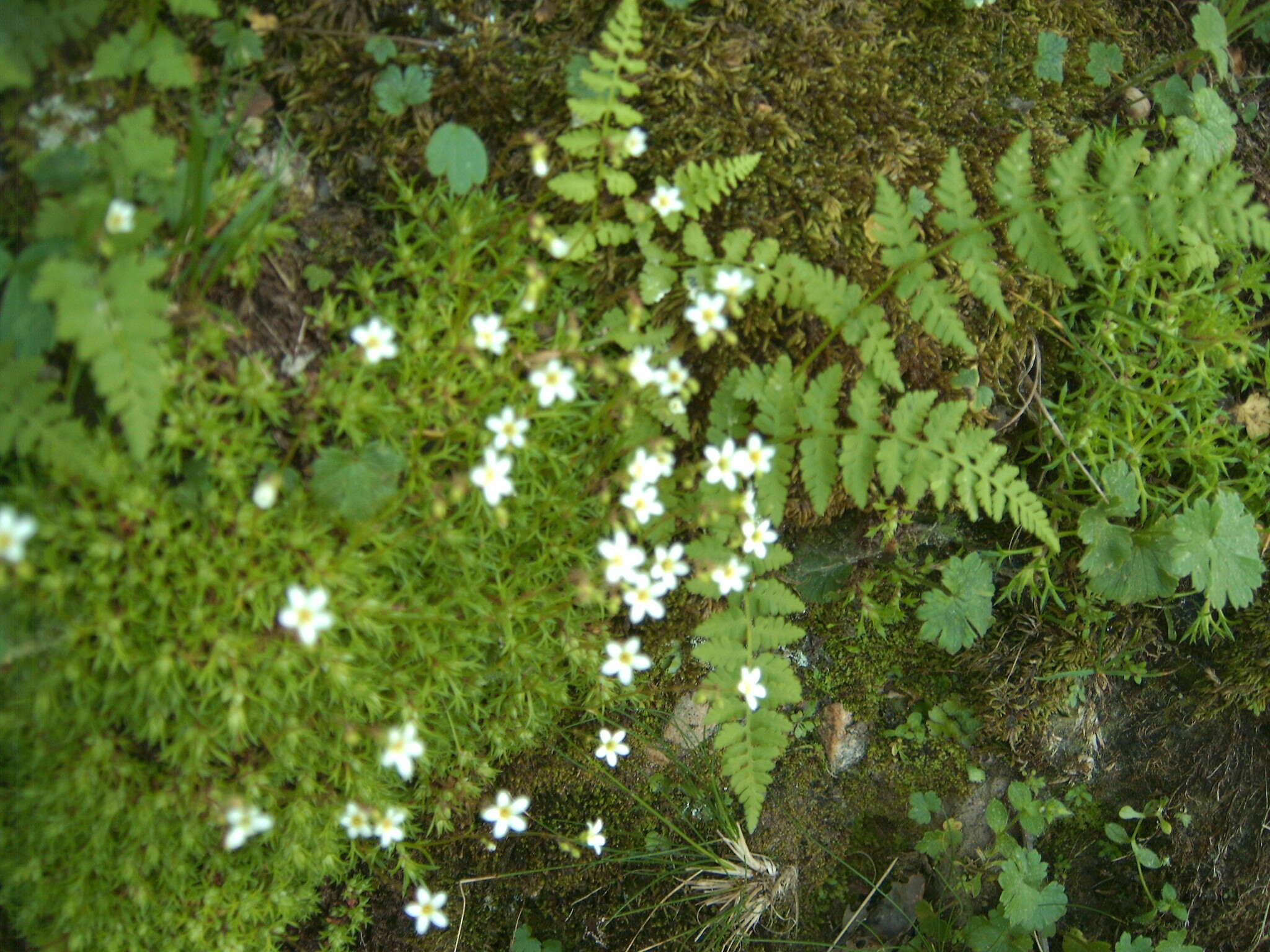 Sivun Saxifraga globulifera Desf. kuva