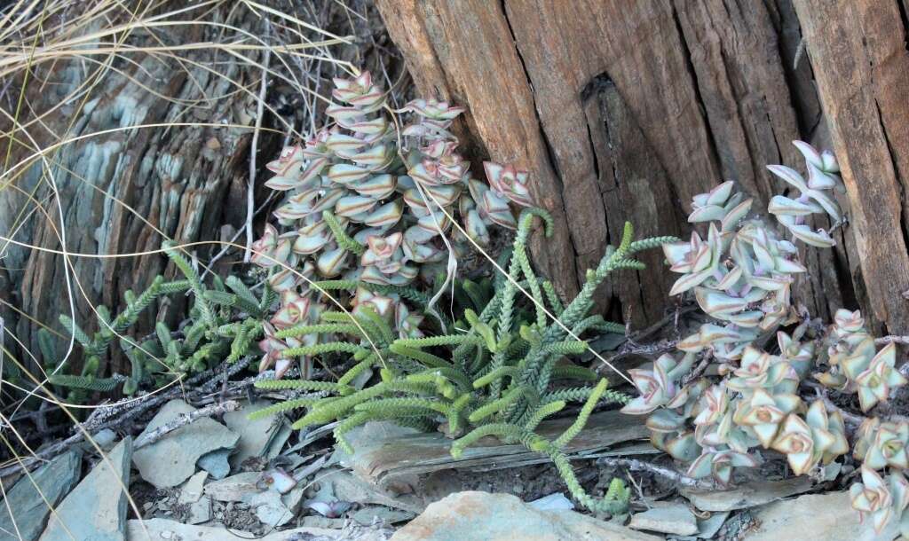 Image of Crassula rupestris subsp. rupestris