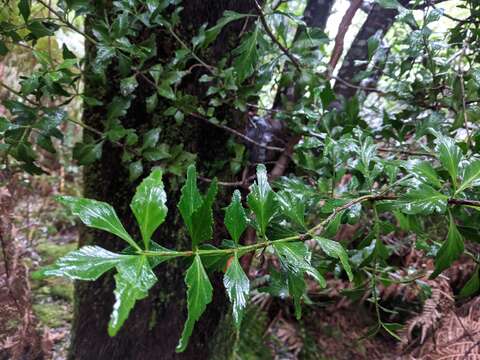 Imagem de Phyllocladus aspleniifolius (Labill.) Hook. fil.