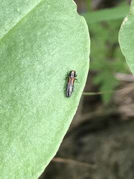 Image of Agrilus delicatulus Waterhouse 1889