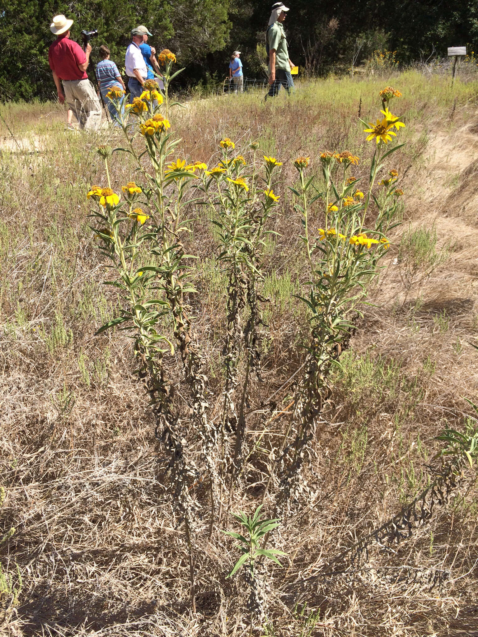 Image of Maximilian sunflower