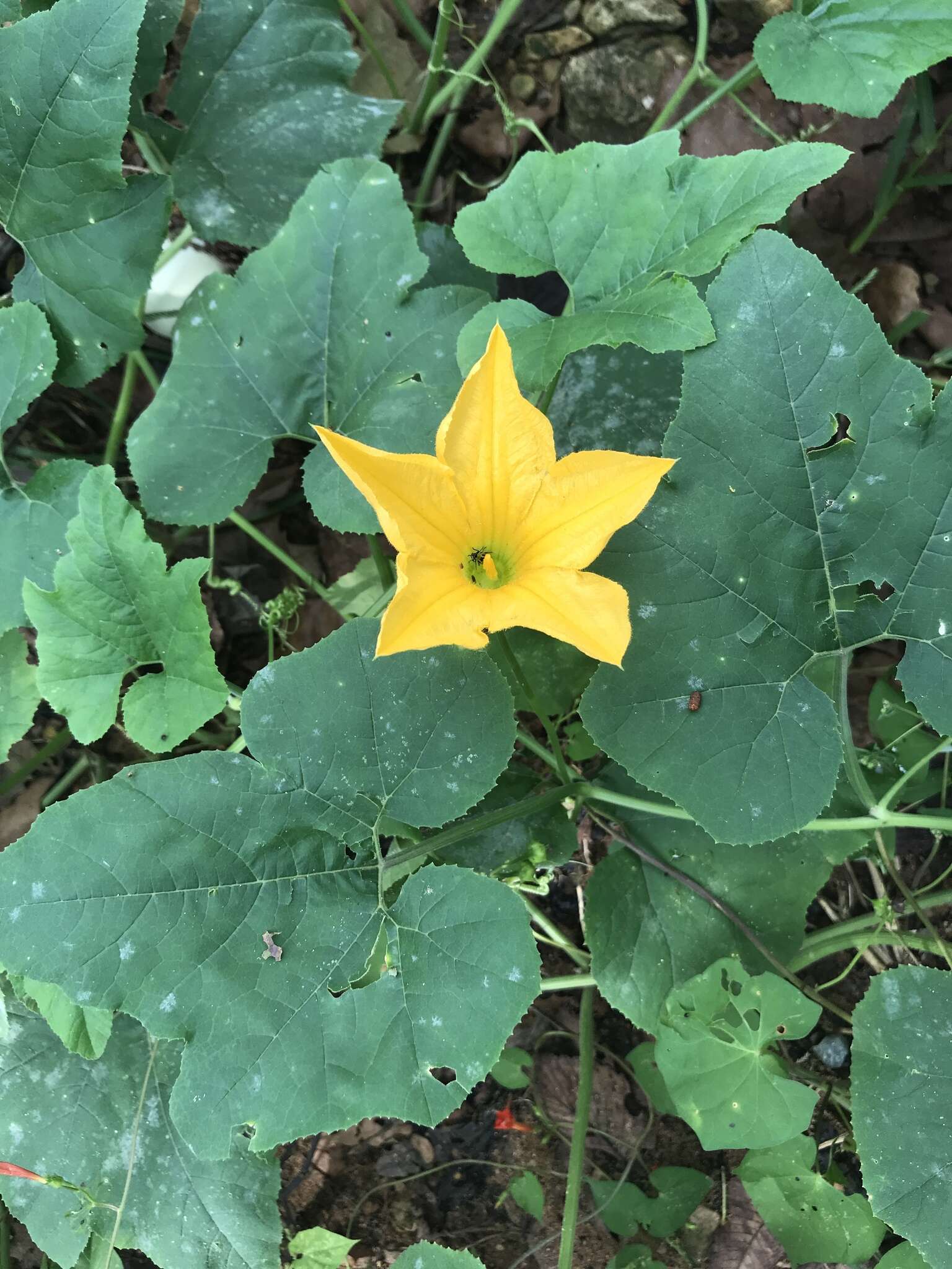 صورة Cucurbita melopepo var. ozarkana (Deck.-Walt.) G. L. Nesom