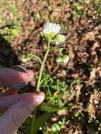 Image of <i>Erigeron <i>strigosus</i></i> var. strigosus