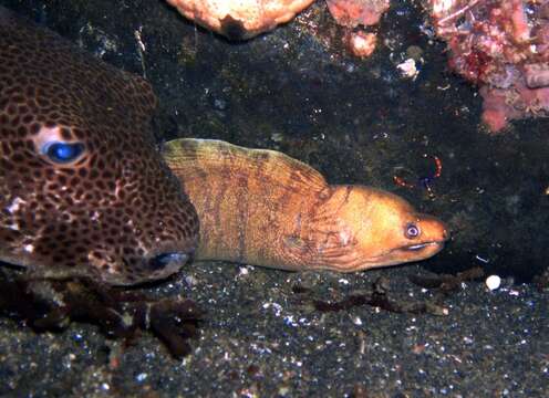 Gymnothorax moluccensis (Bleeker 1864) resmi