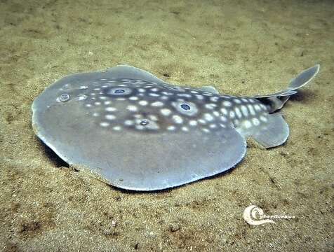 Image of Common Torpedo Ray