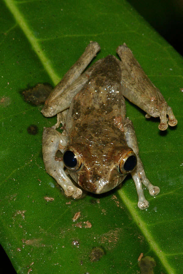 Image of Reticulate Bright-eyed Frog