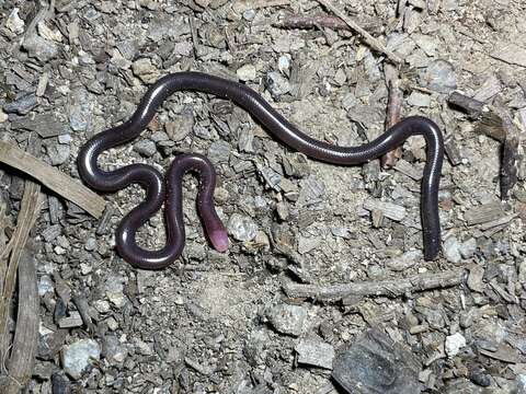Image of White-headed Blind Snake
