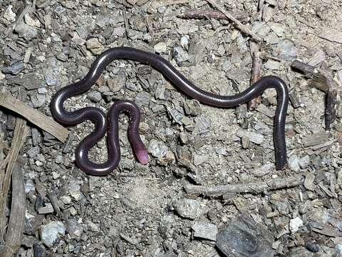 Image de Indotyphlops albiceps (Boulenger 1898)