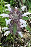 Image of basil beebalm