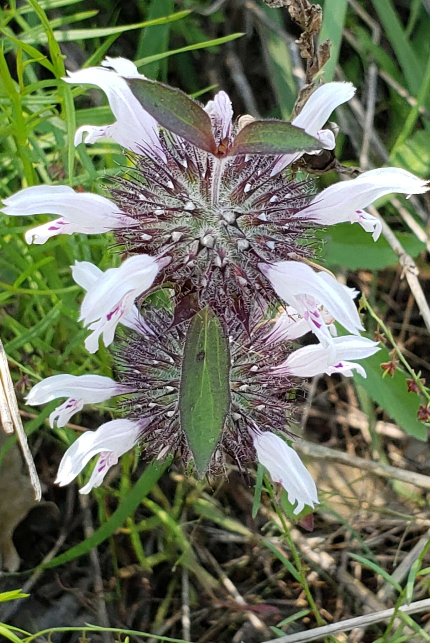 Image of basil beebalm