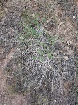 Sivun Encelia resinifera C. Clark kuva