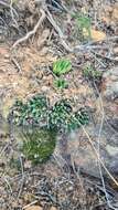 Image of Haworthia maraisii Poelln.