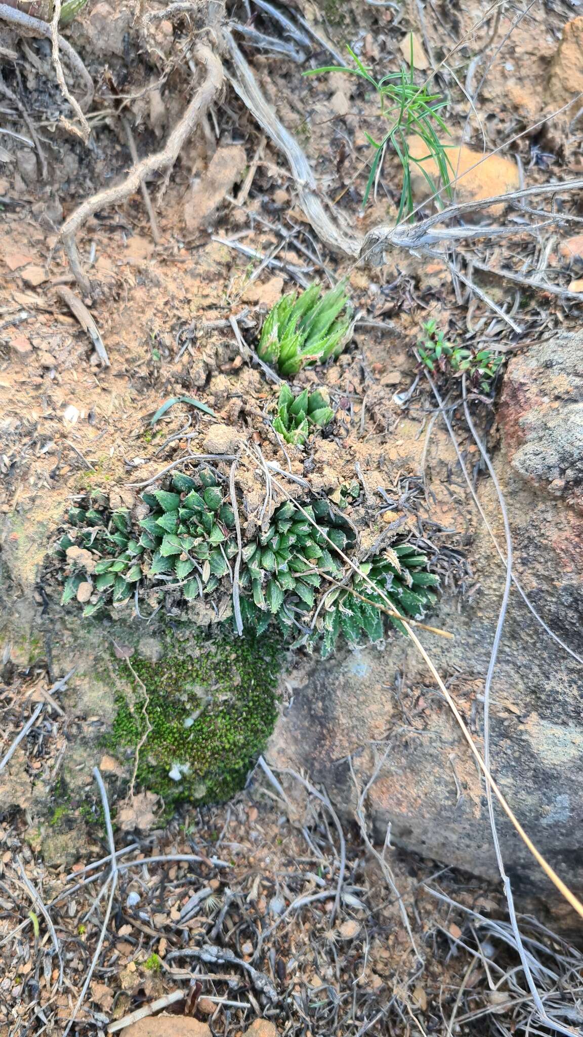 Image of Haworthia maraisii Poelln.