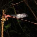 Megalagrion oahuense (Blackburn 1884) resmi