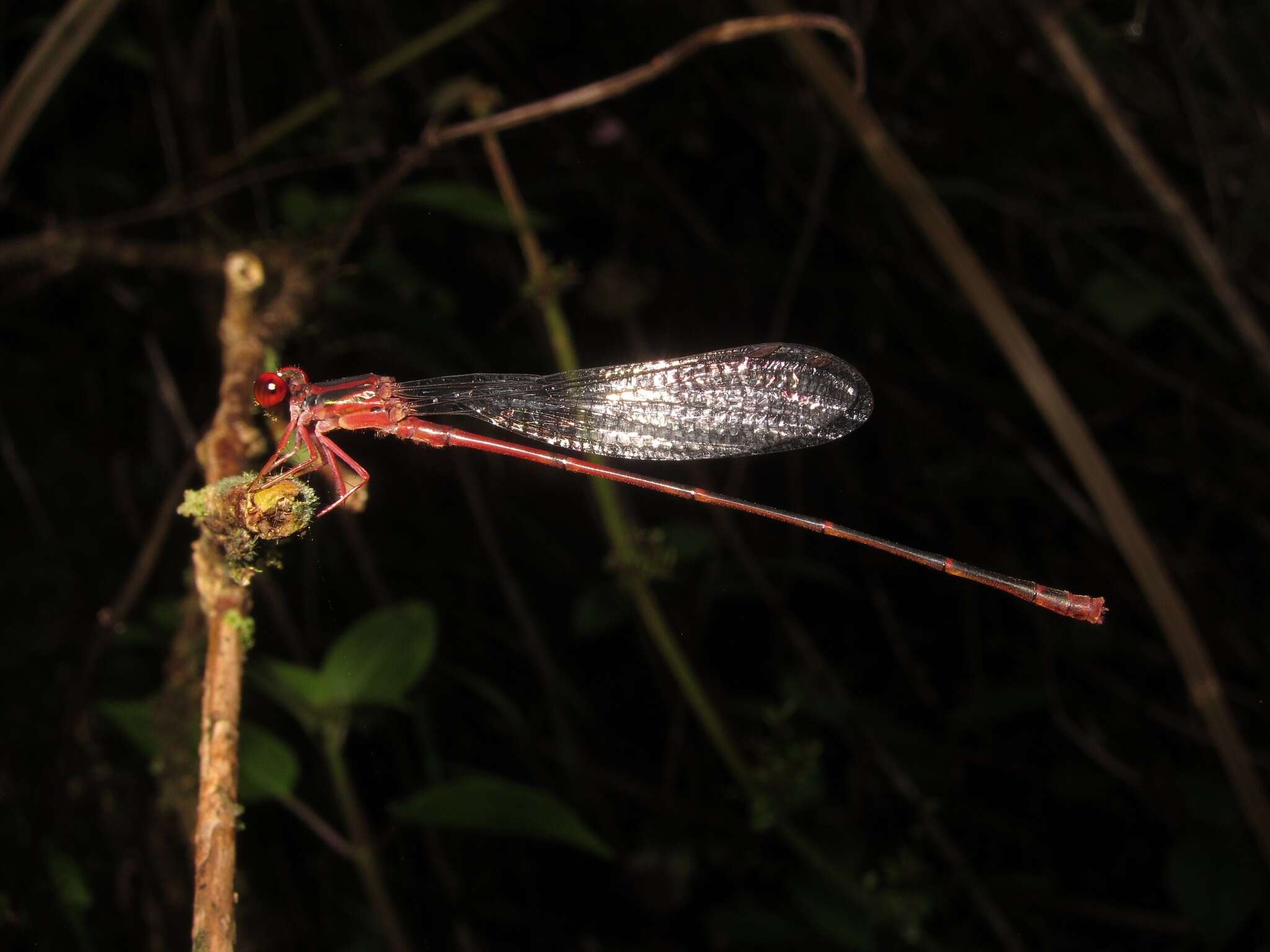 Image of Megalagrion oahuense (Blackburn 1884)