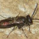 Image of Snowy Masked Bee