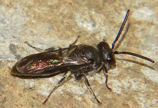 Imagem de Hylaeus nivicola Meade-Waldo 1923