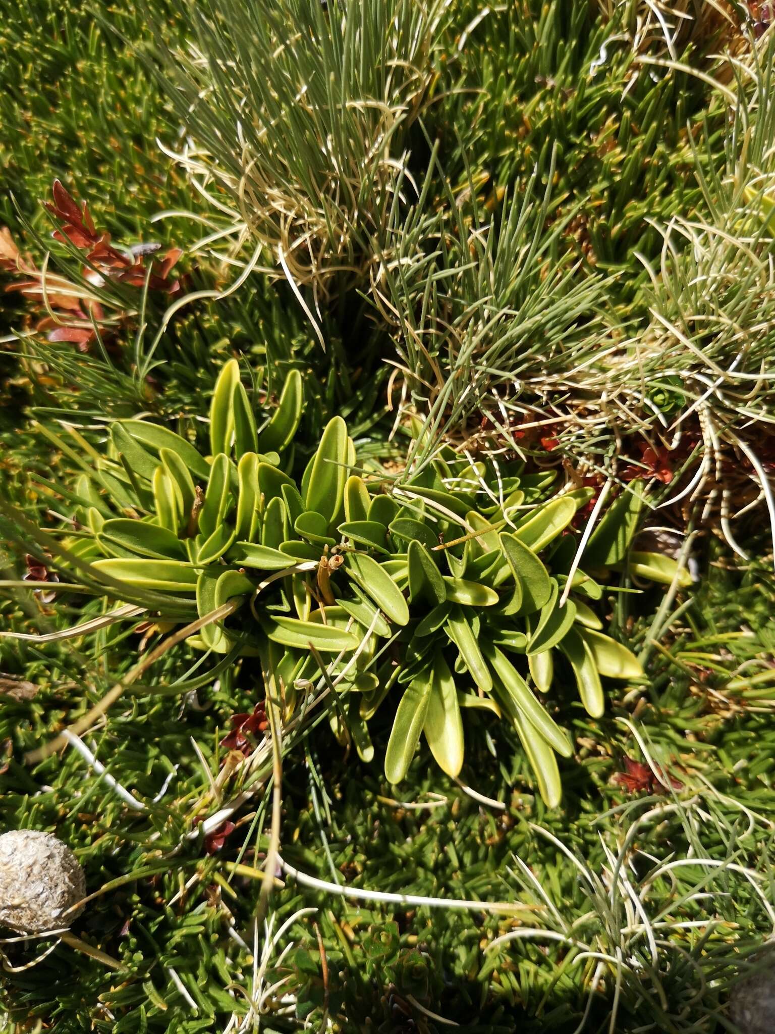 Image of Gentianella ottonis (Phil.) Munoz