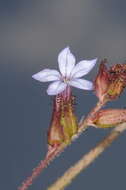 Imagem de Plumbago caerulea