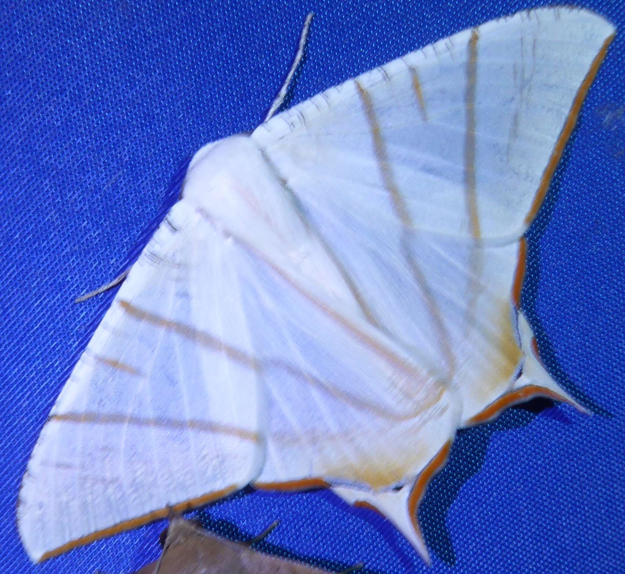 Image of Ourapteryx claretta Holloway 1982