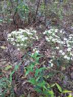 Image of false flowering spurge