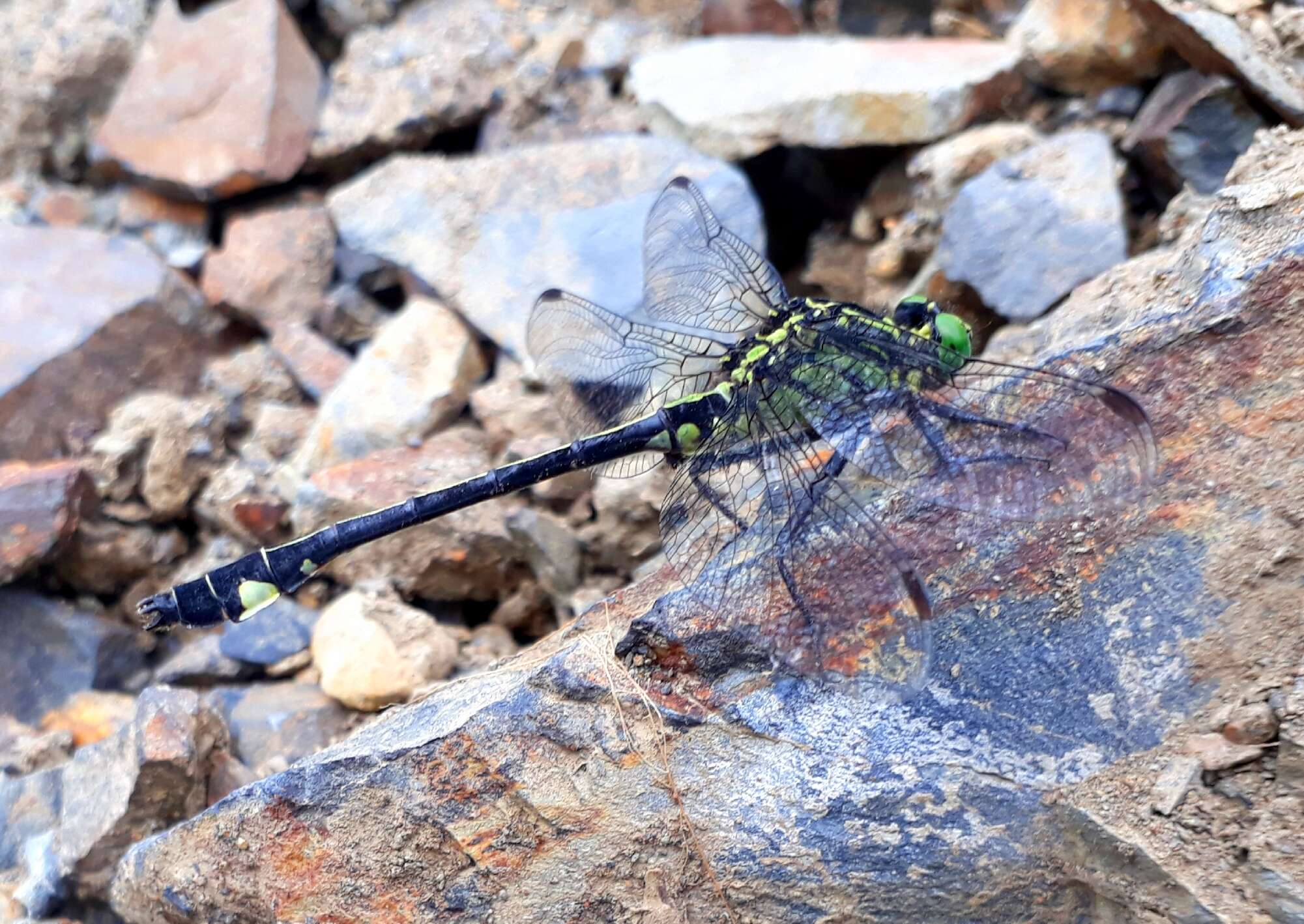 صورة Anisogomphus Selys 1858