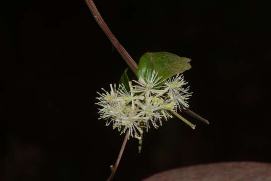 Imagem de Clematis javana DC.