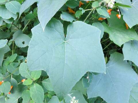 Image of oneseed bur cucumber