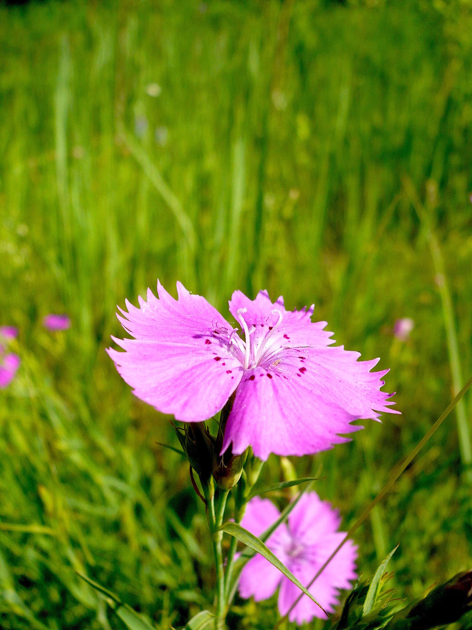 Image of China pink