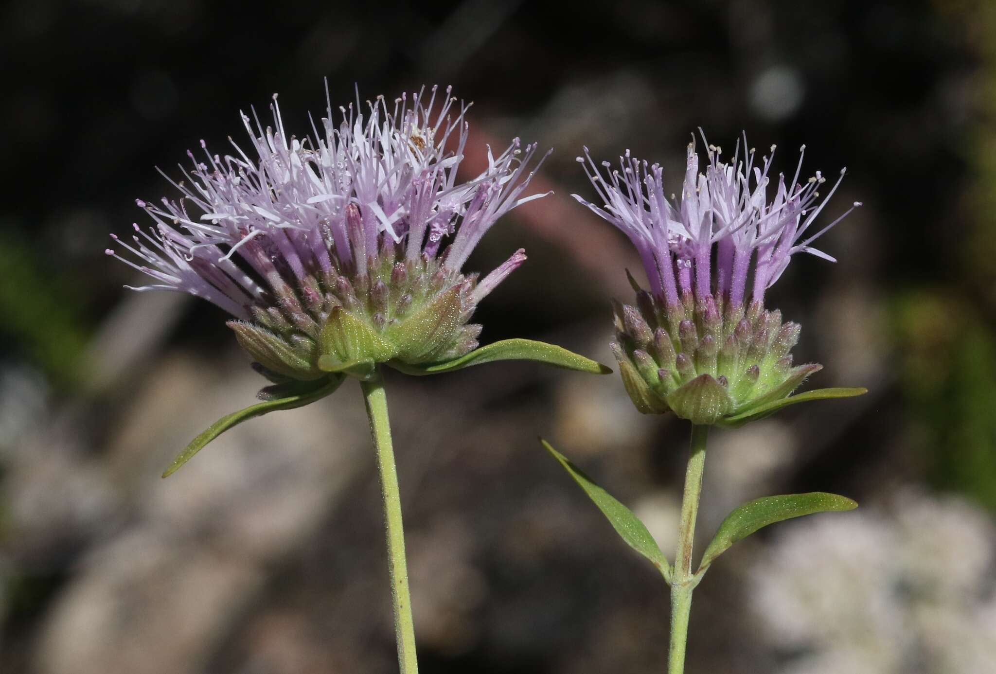 Image of Willowy Mountainbalm